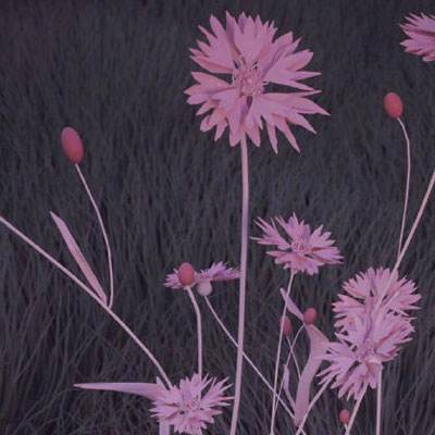 3月26日沪深两市涨停分析：融捷股份、湖南发展、美诺华、新能泰山3连板